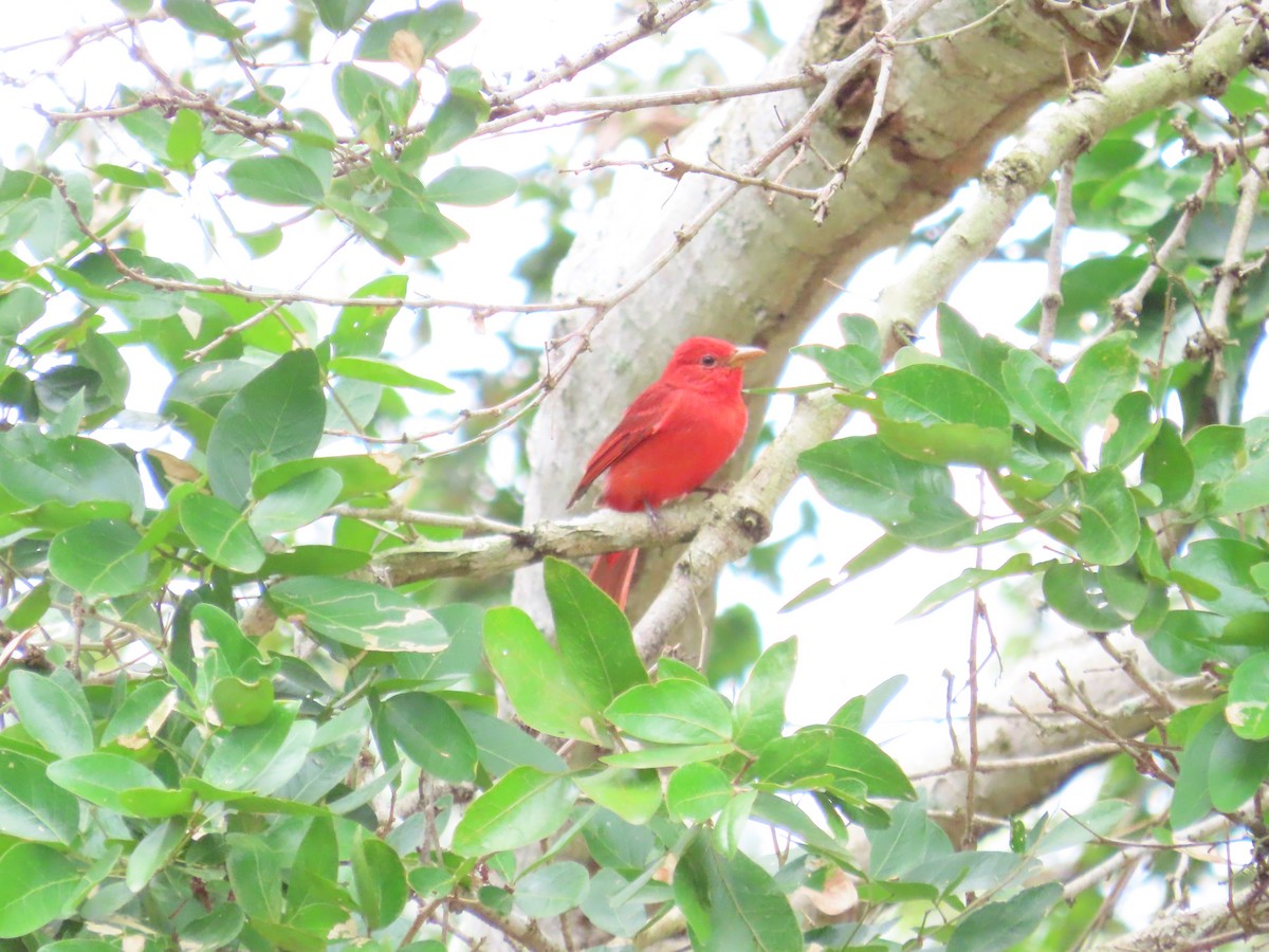 Summer Tanager - ML616233622