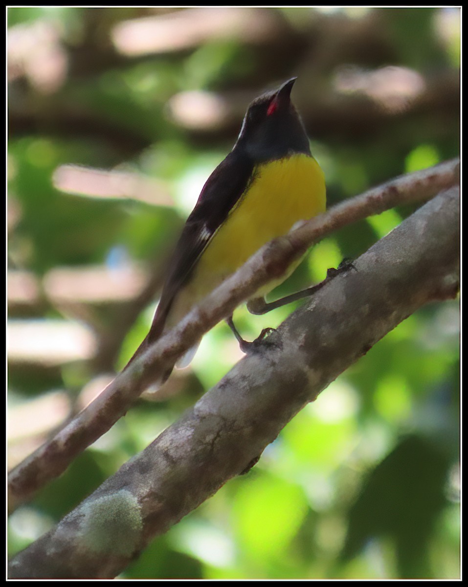 Bananaquit (Lesser Antillean) - ML616233626