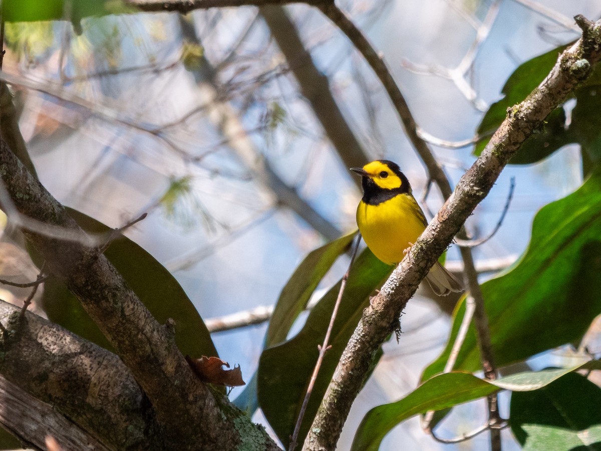 Hooded Warbler - ML616233643