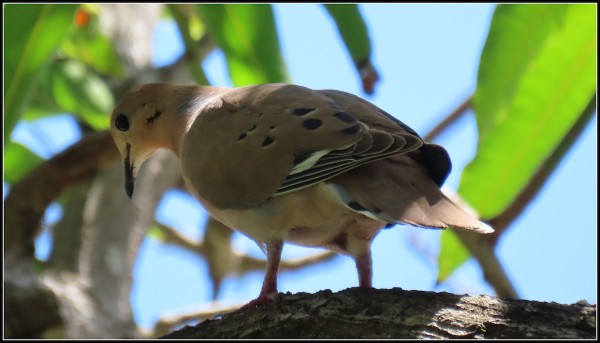 Zenaida Dove - ML616233670