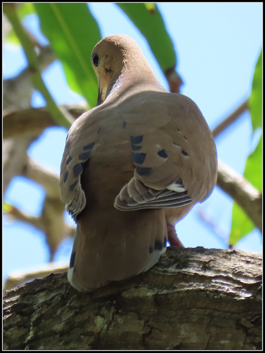 Zenaida Dove - ML616233671