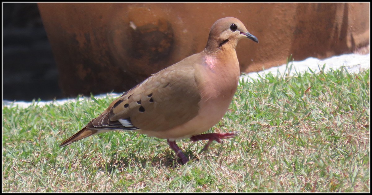 Zenaida Dove - ML616233672