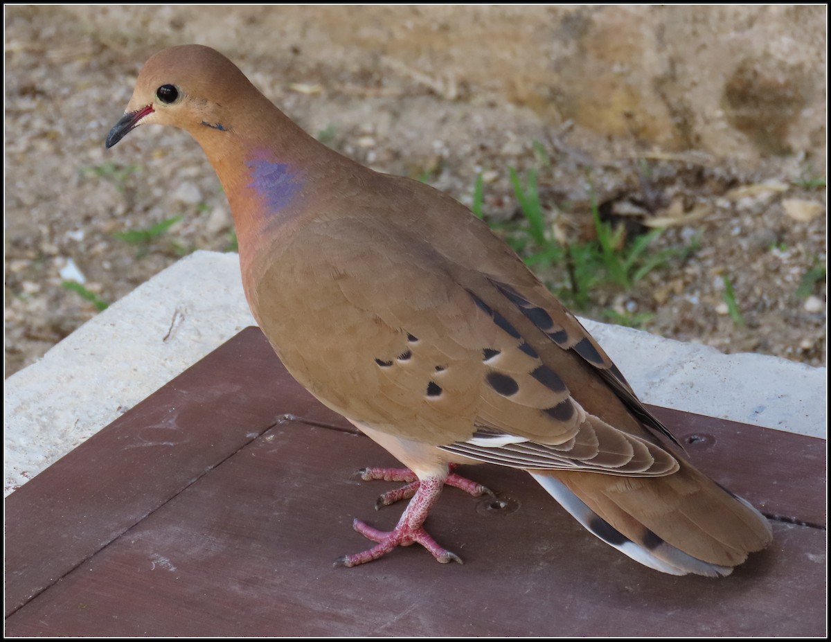 Zenaida Dove - ML616233674