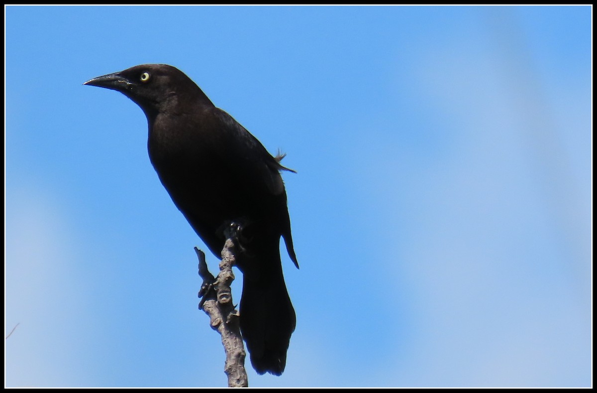 Carib Grackle - ML616233687