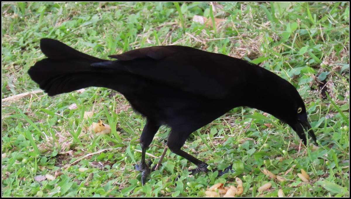 Carib Grackle - ML616233688