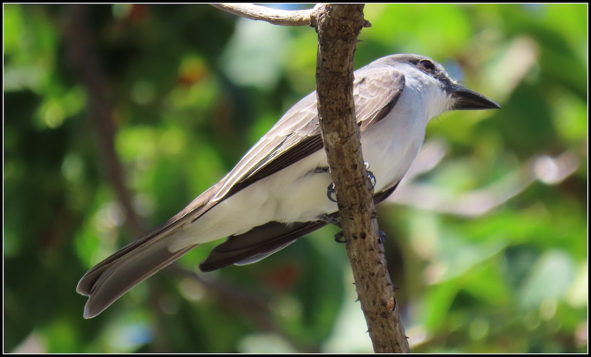 Gray Kingbird - ML616233719