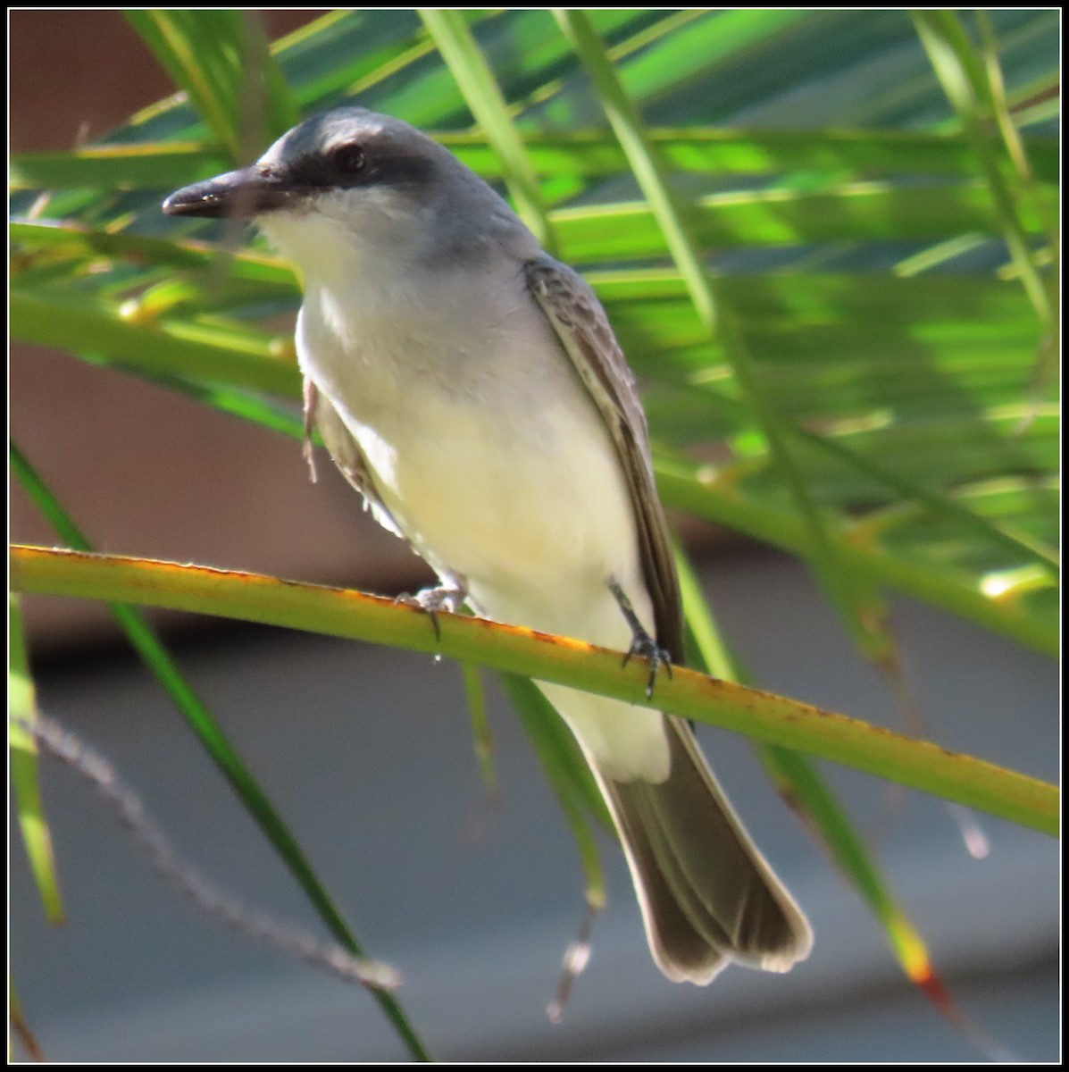 Gray Kingbird - ML616233720