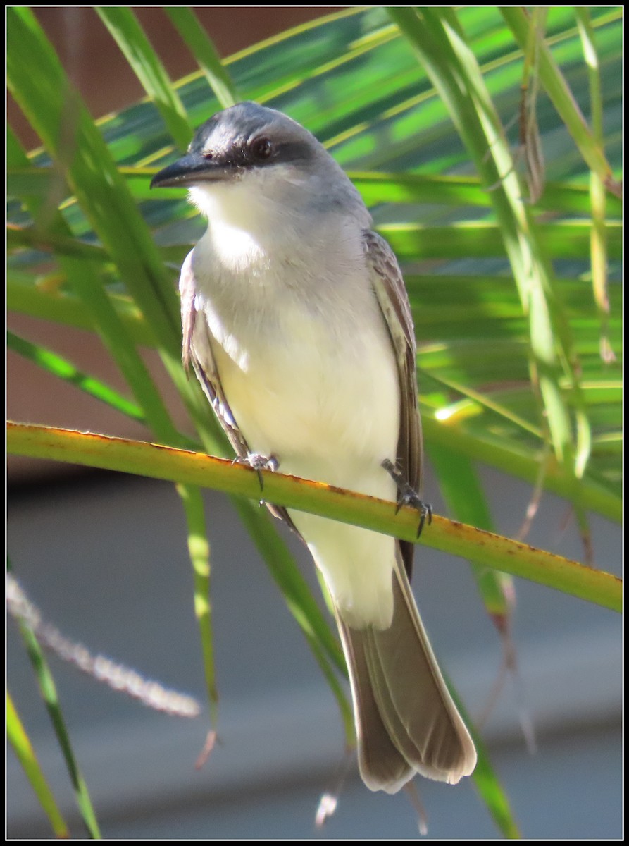 Gray Kingbird - ML616233721