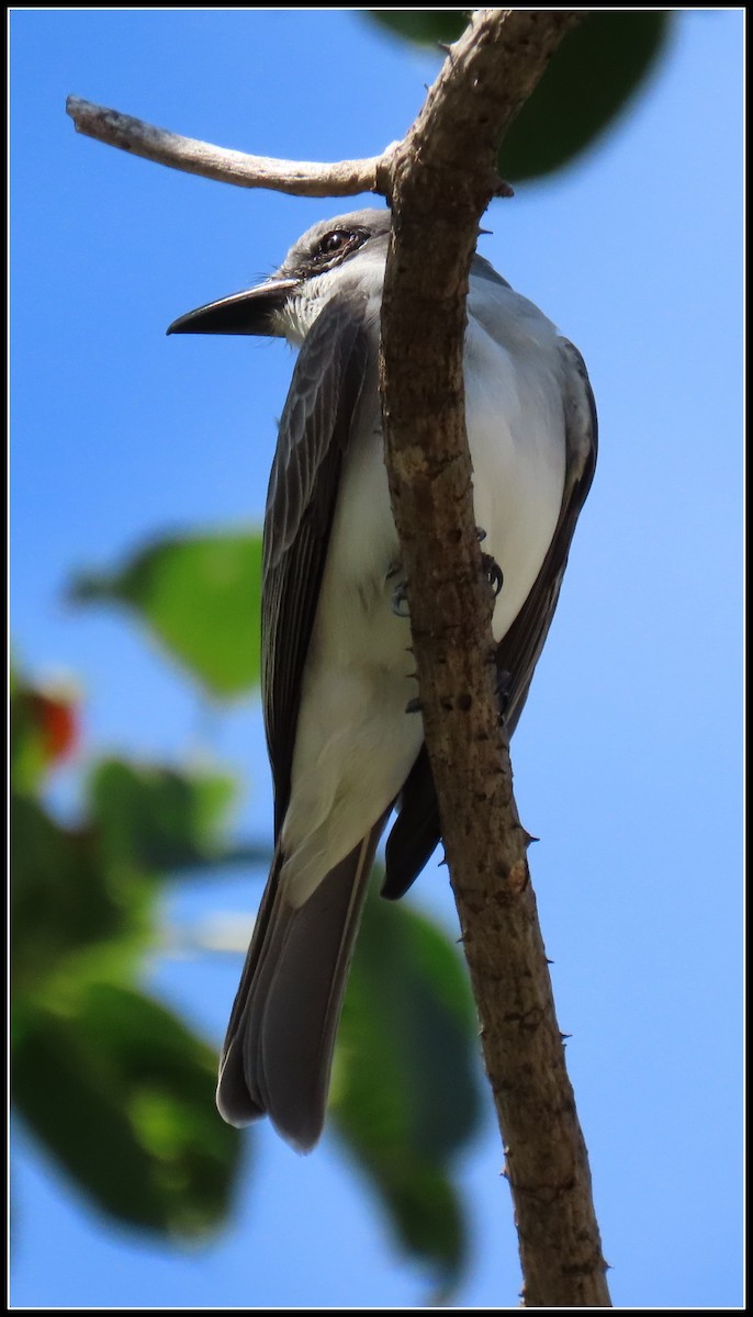 Gray Kingbird - ML616233722