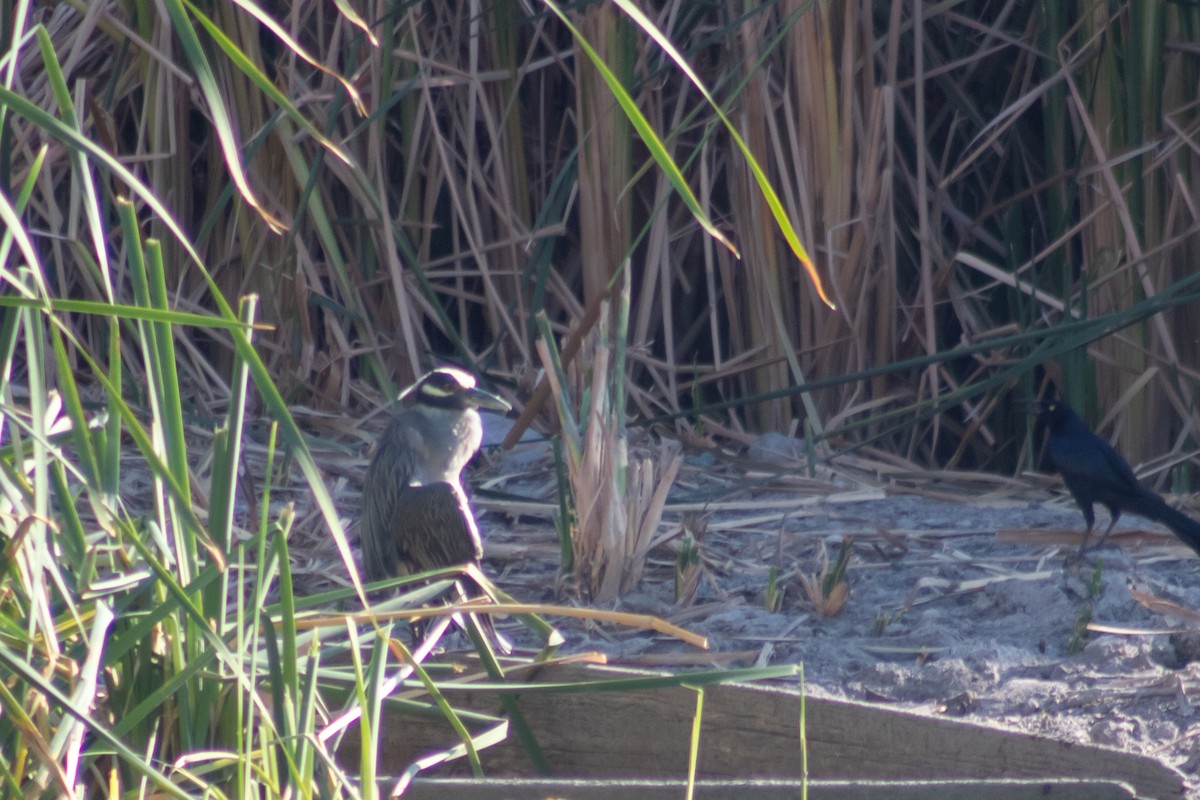 Yellow-crowned Night Heron - Alejandro López Michelena