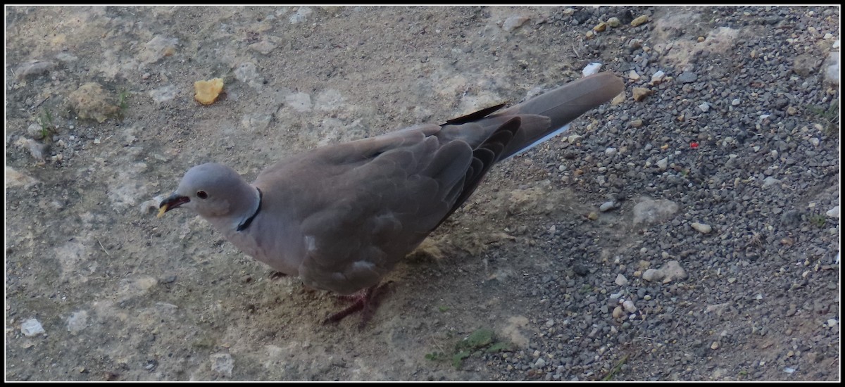 Eurasian Collared-Dove - ML616233754