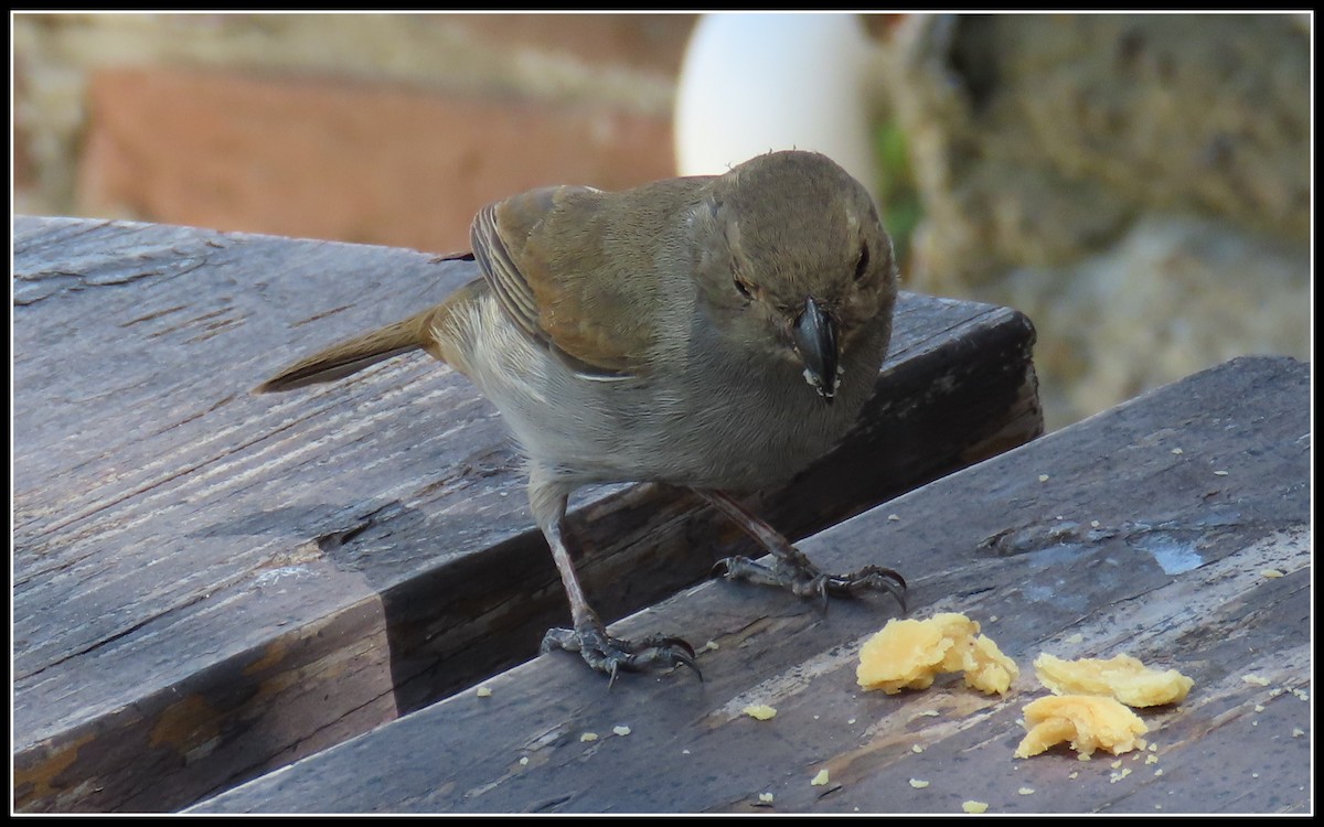 Lesser Antillean Bullfinch - ML616233770