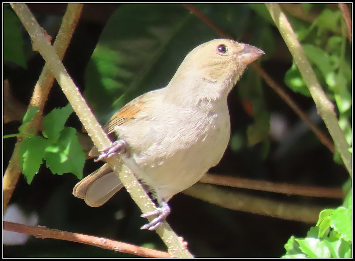 Lesser Antillean Bullfinch - ML616233771