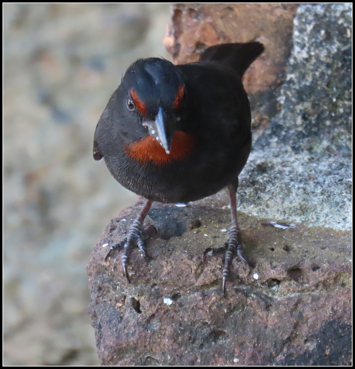 Lesser Antillean Bullfinch - ML616233772