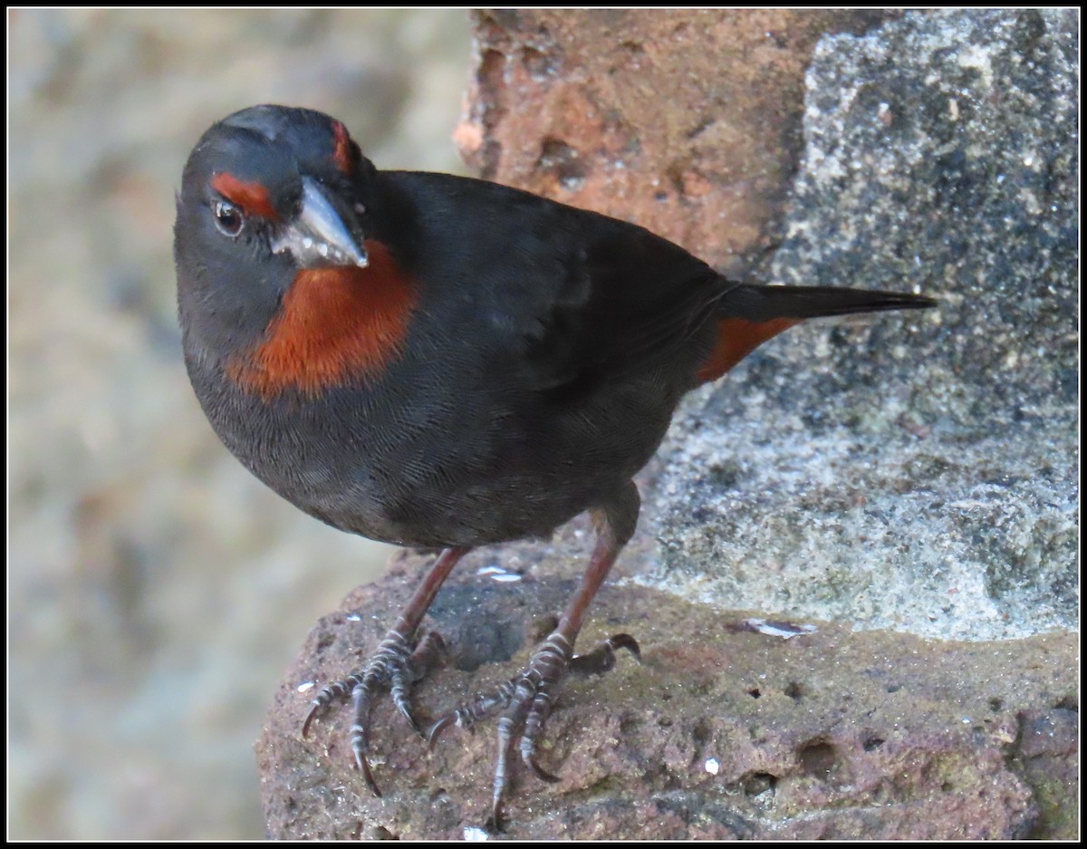 Lesser Antillean Bullfinch - ML616233773