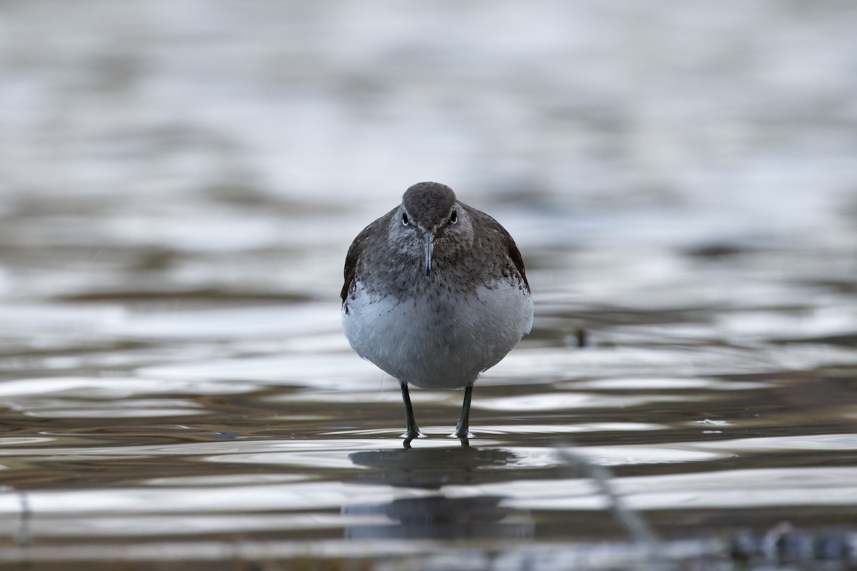 Green Sandpiper - ML616233774