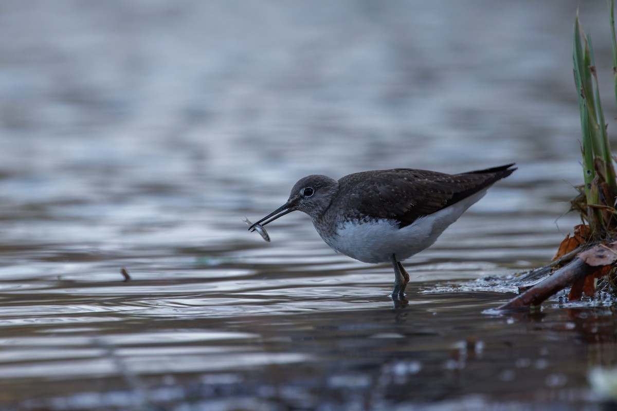 Green Sandpiper - ML616233775