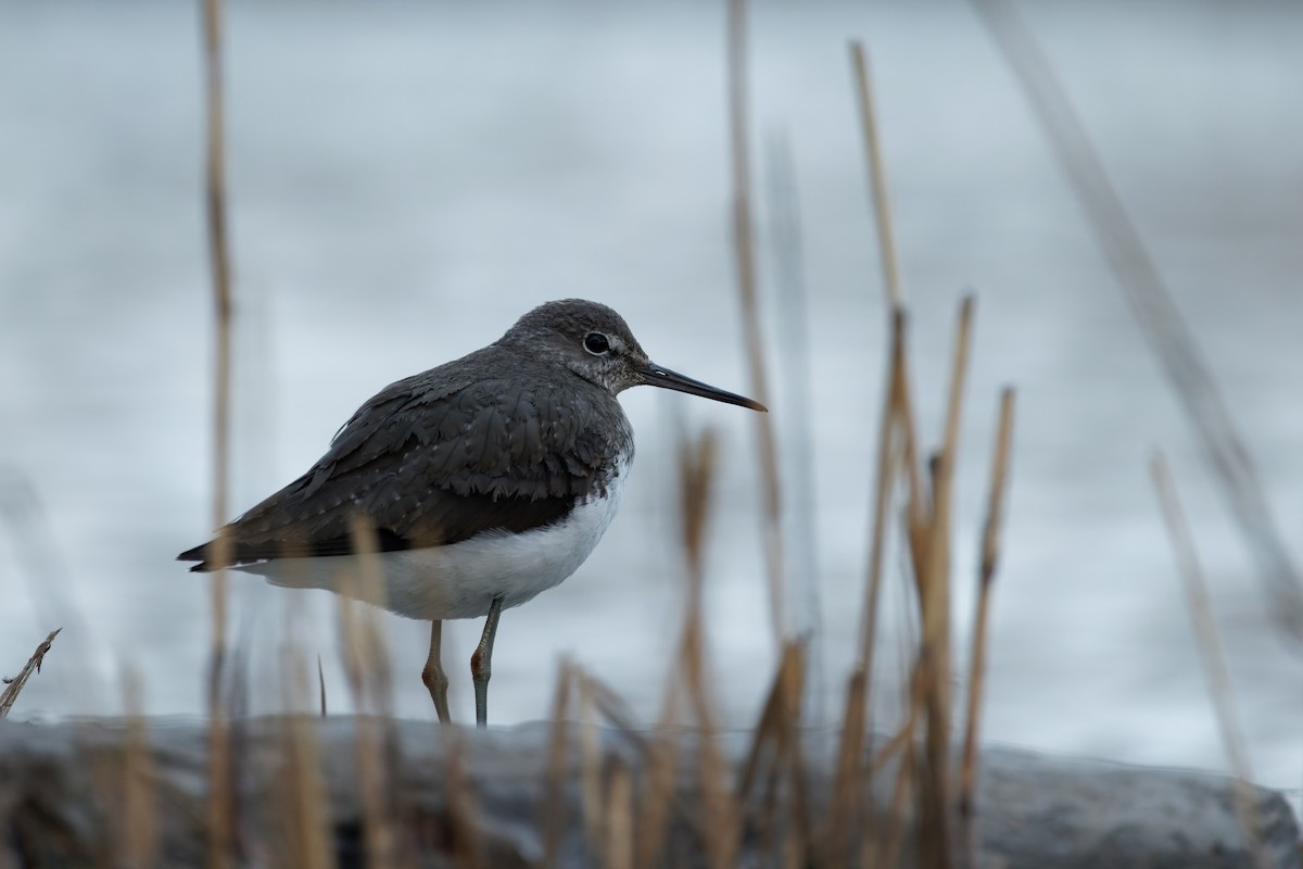 Green Sandpiper - ML616233776