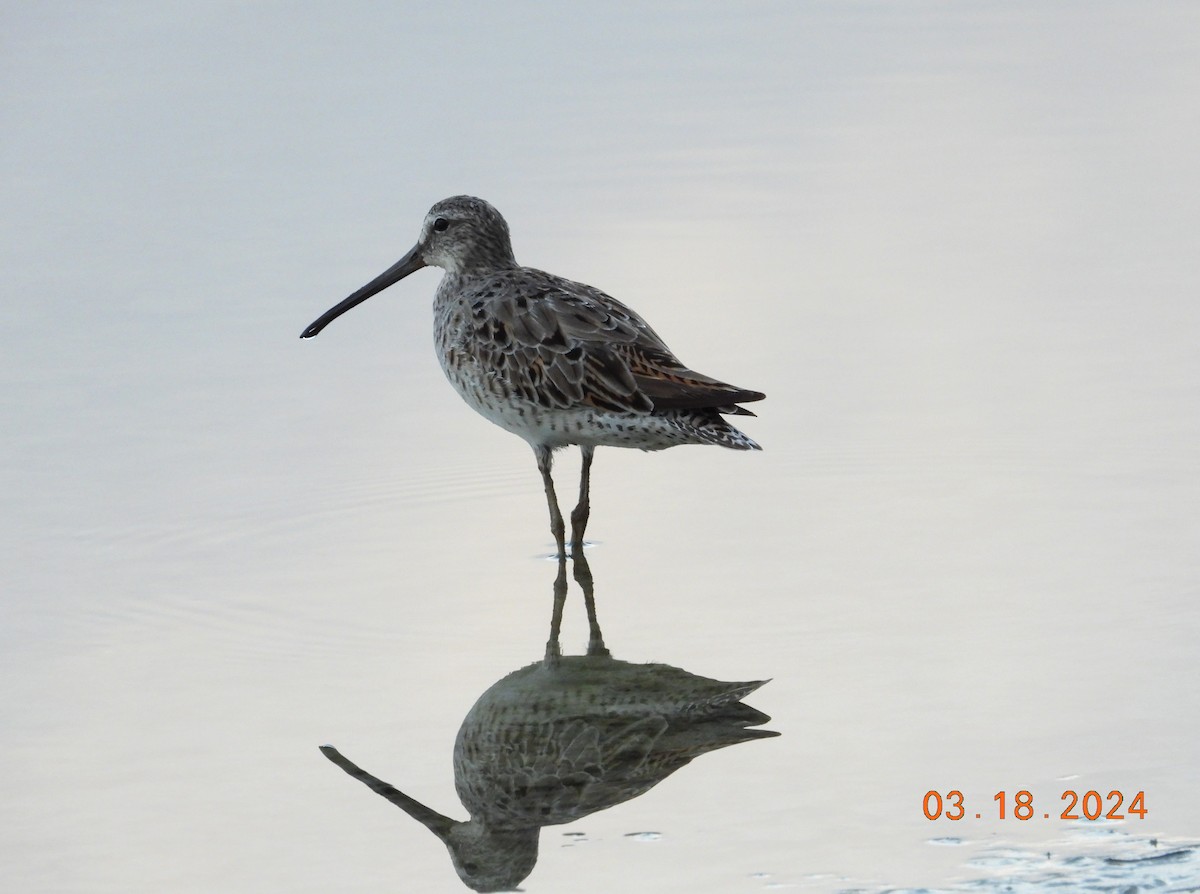 Short-billed Dowitcher - Peter Davey