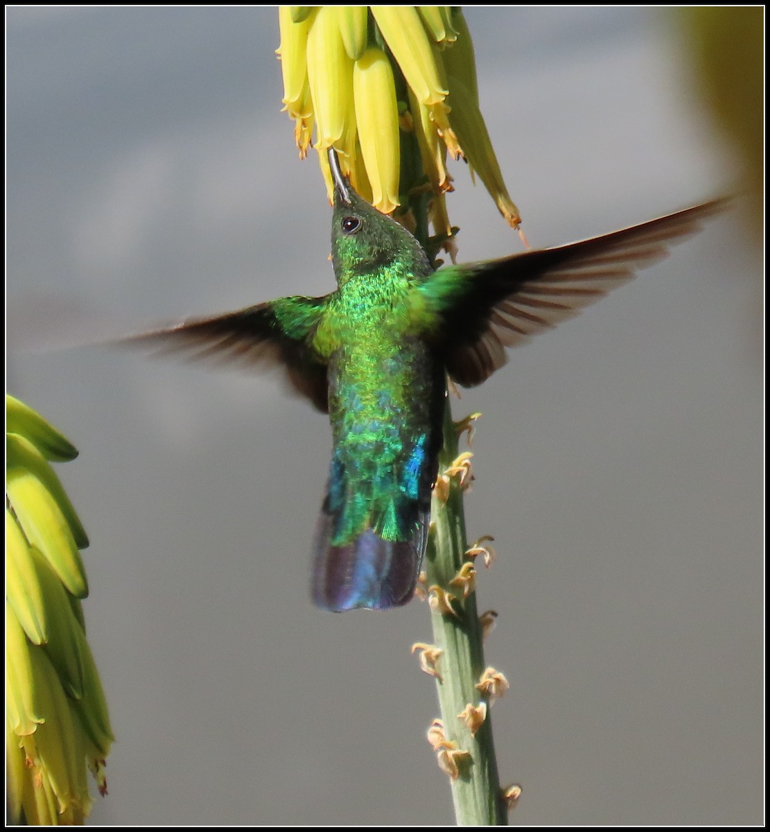 Green-throated Carib - ML616233822