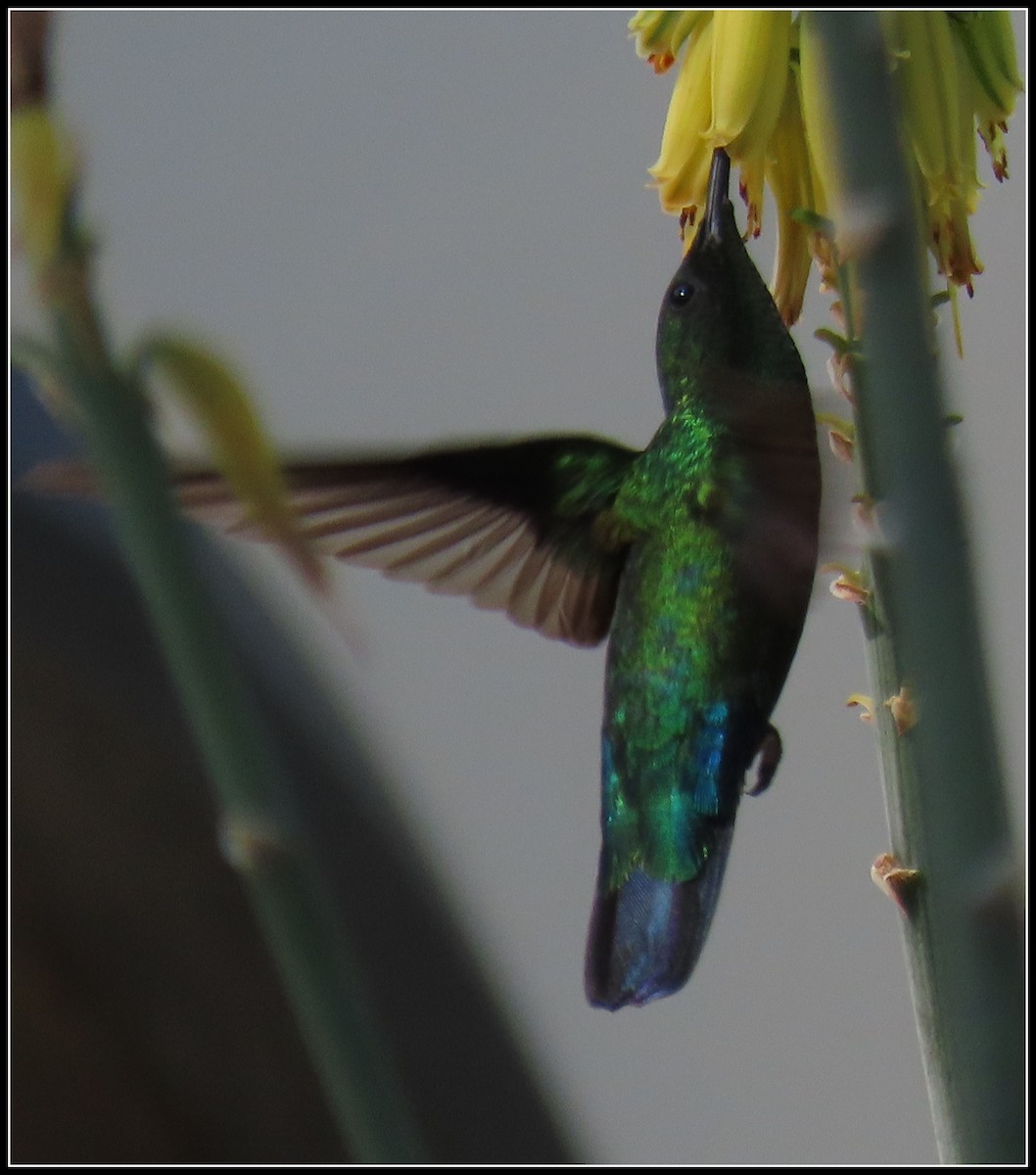 Green-throated Carib - ML616233823