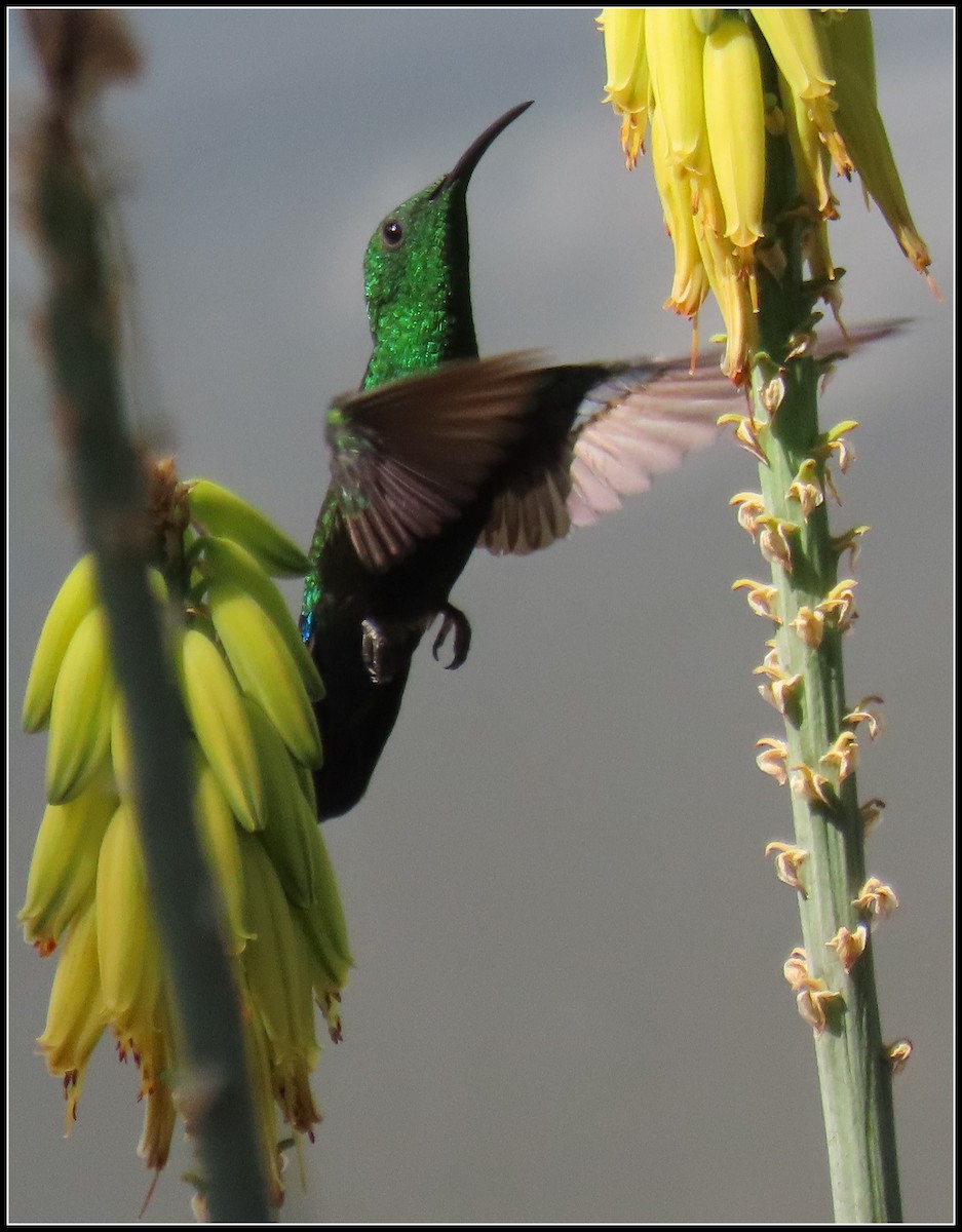 Green-throated Carib - ML616233843