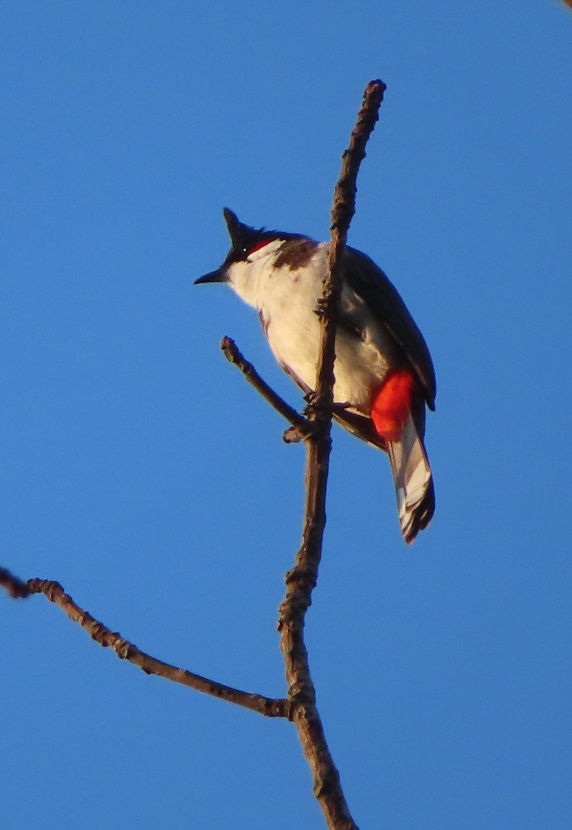 Red-whiskered Bulbul - ML616233848