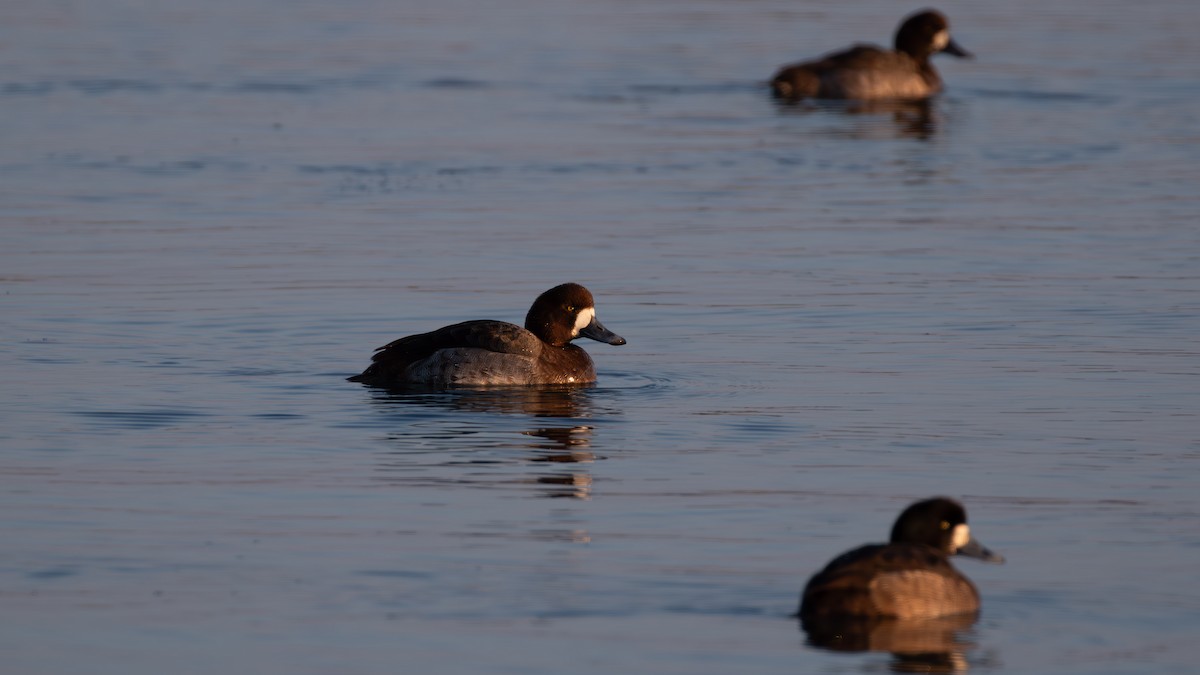 Greater Scaup - ML616233891
