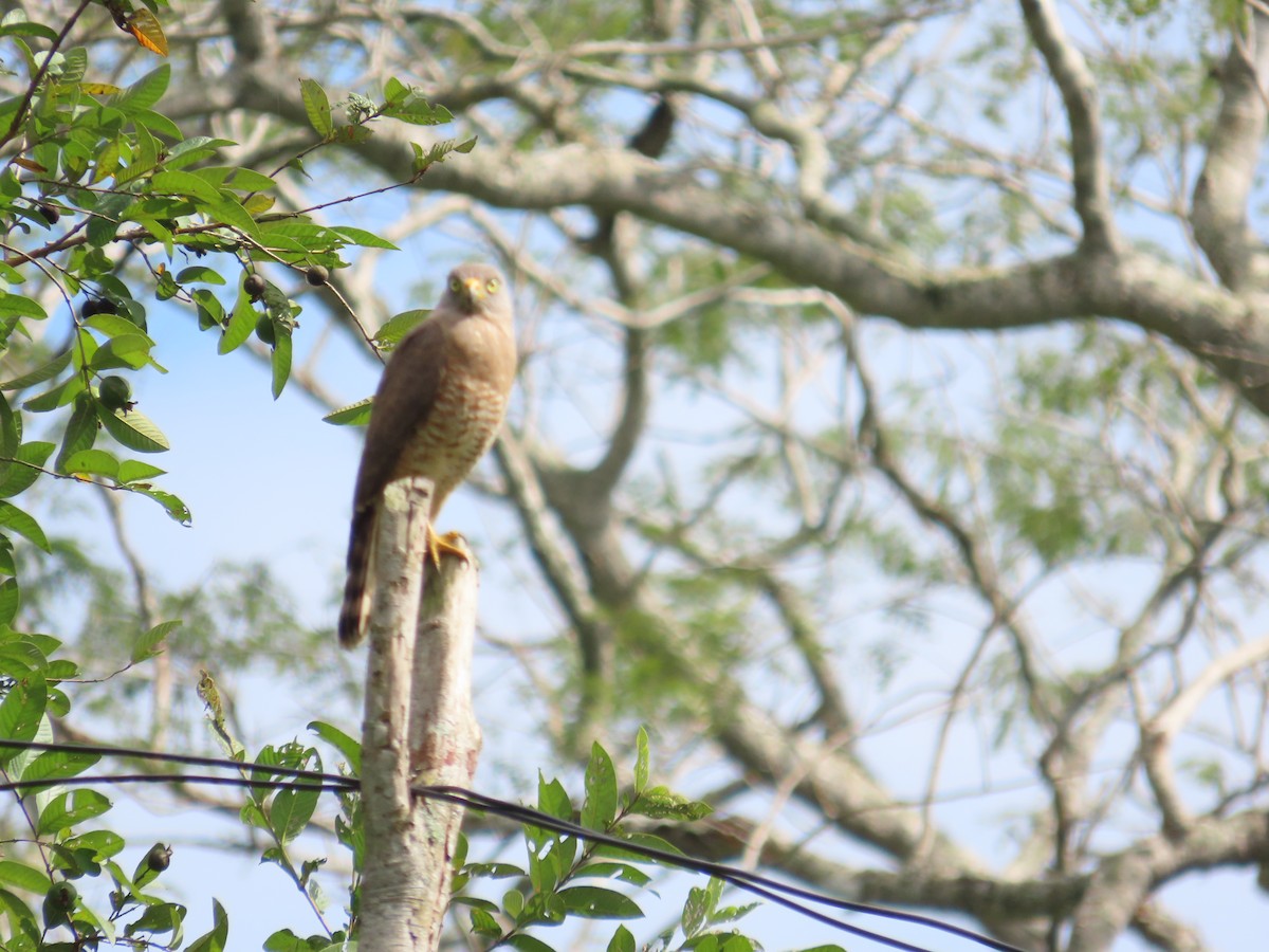 Roadside Hawk - ML616234083