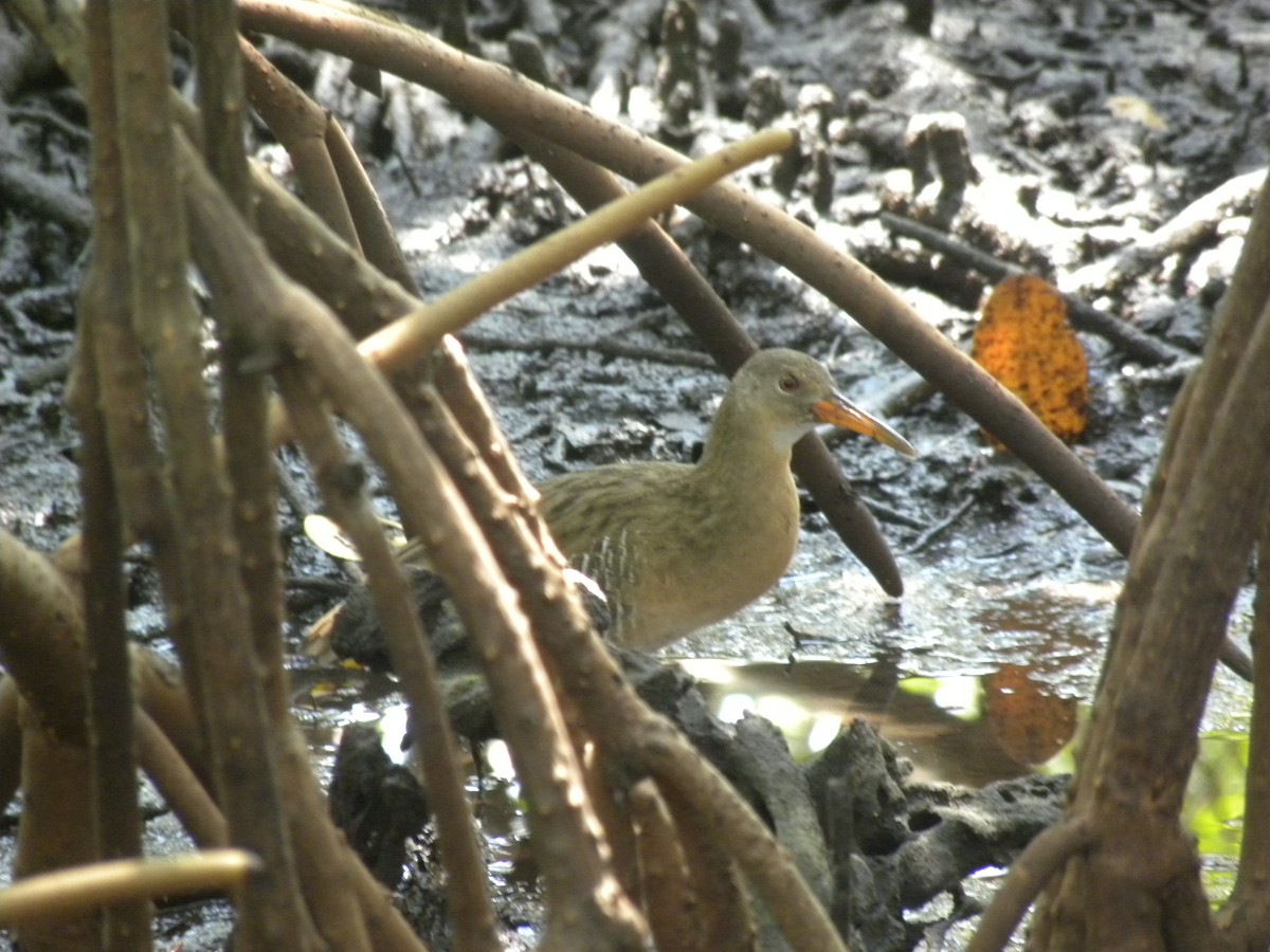 Mangrove Rail - ML616234118