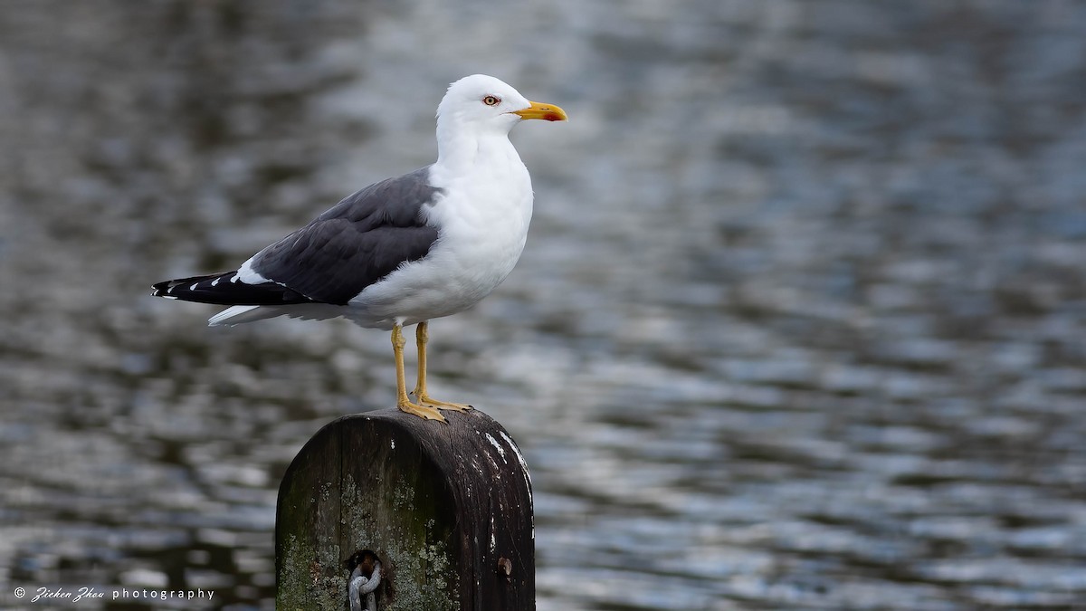 Lesser Black-backed Gull - ML616234181