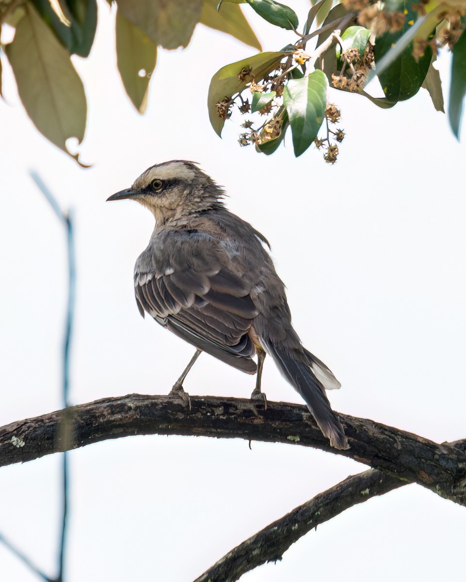 Chalk-browed Mockingbird - ML616234200