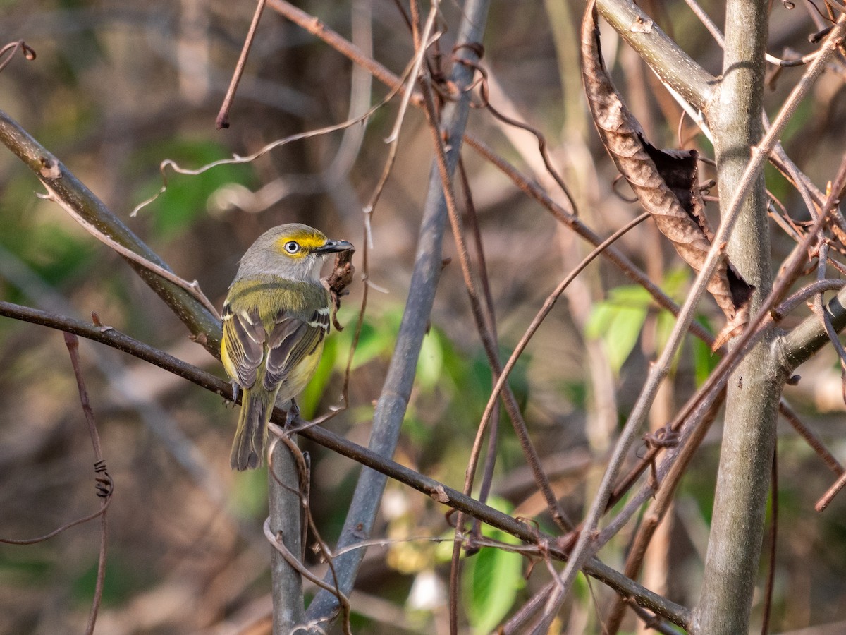 Vireo Ojiblanco - ML616234202