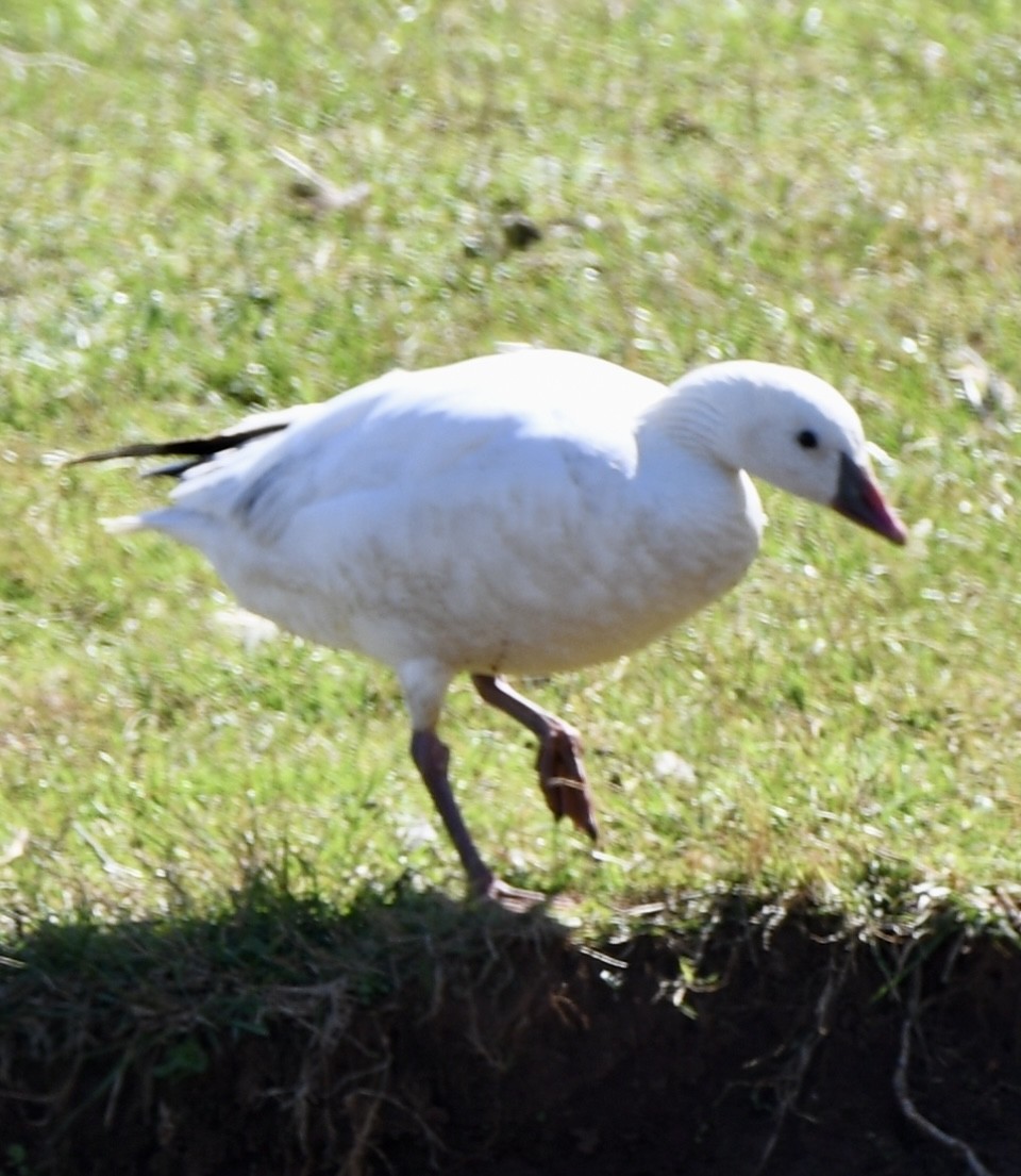 Snow x Ross's Goose (hybrid) - ML616234217