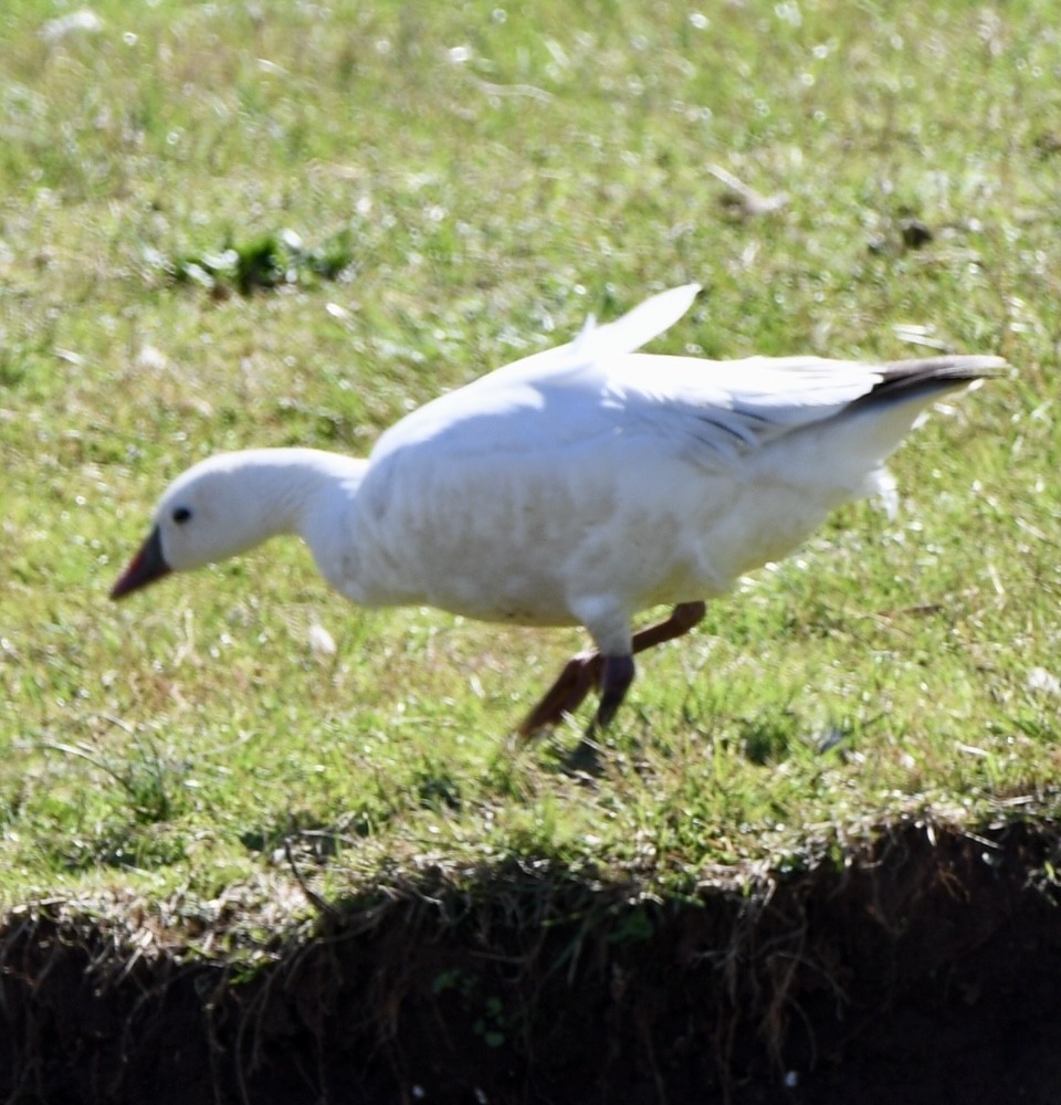 Snow x Ross's Goose (hybrid) - ML616234218