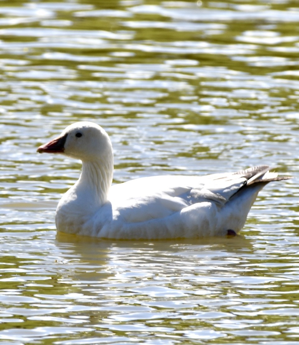 Snow x Ross's Goose (hybrid) - ML616234219