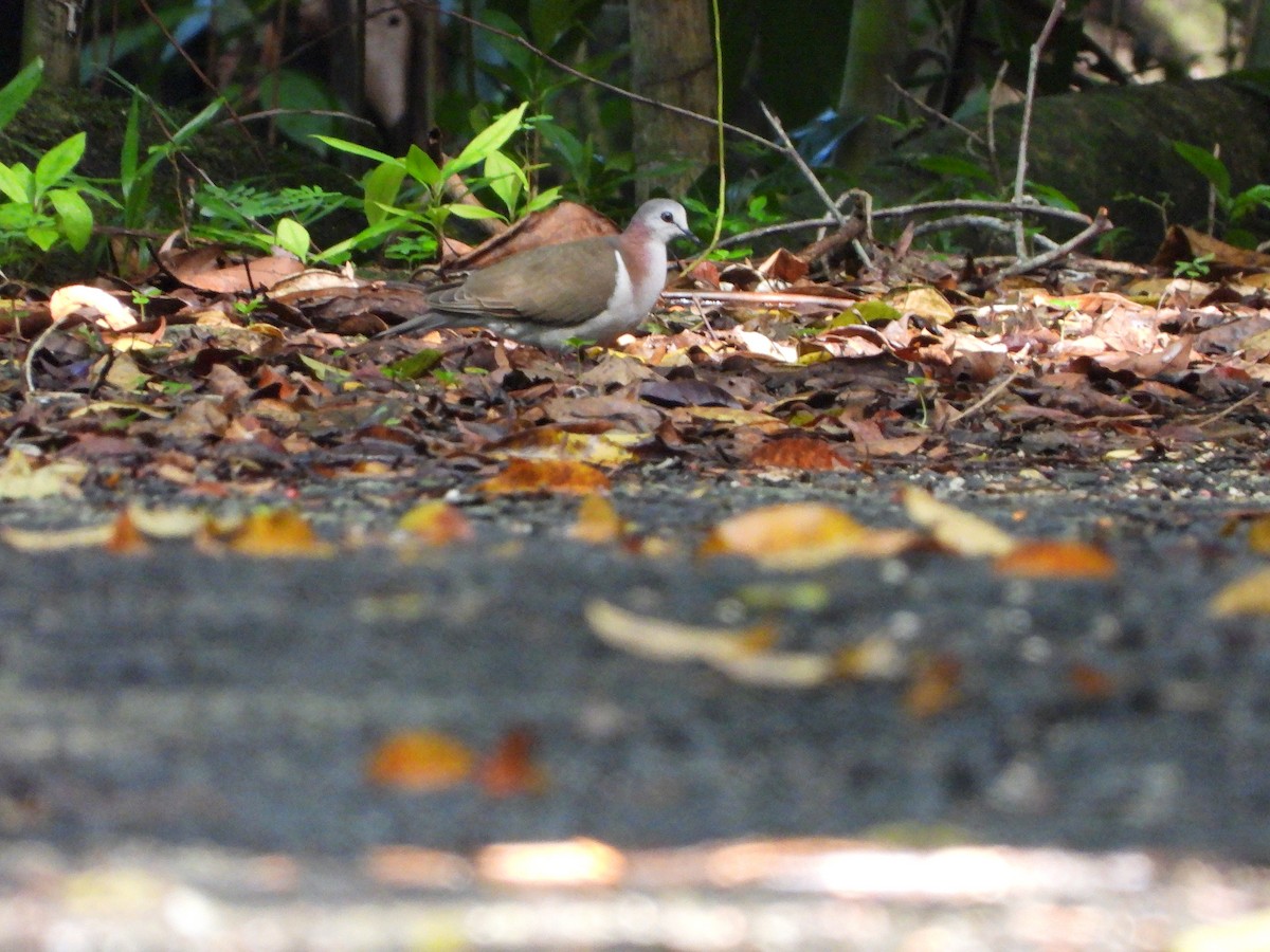 Caribbean Dove - ML616234229