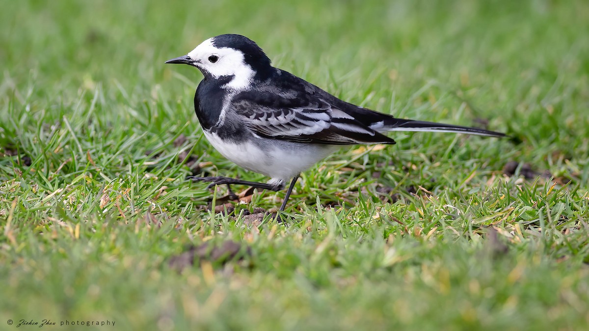 White Wagtail - ML616234231