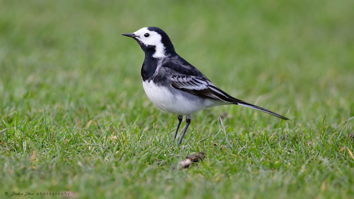 White Wagtail - ML616234233