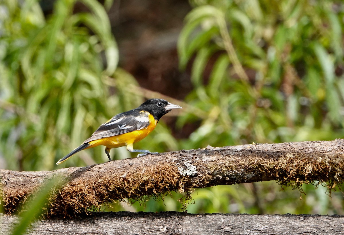 Baltimore Oriole - ML616234368