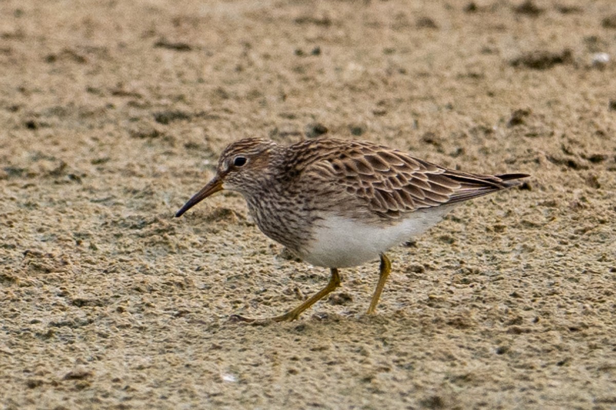 Pectoral Sandpiper - ML616234418