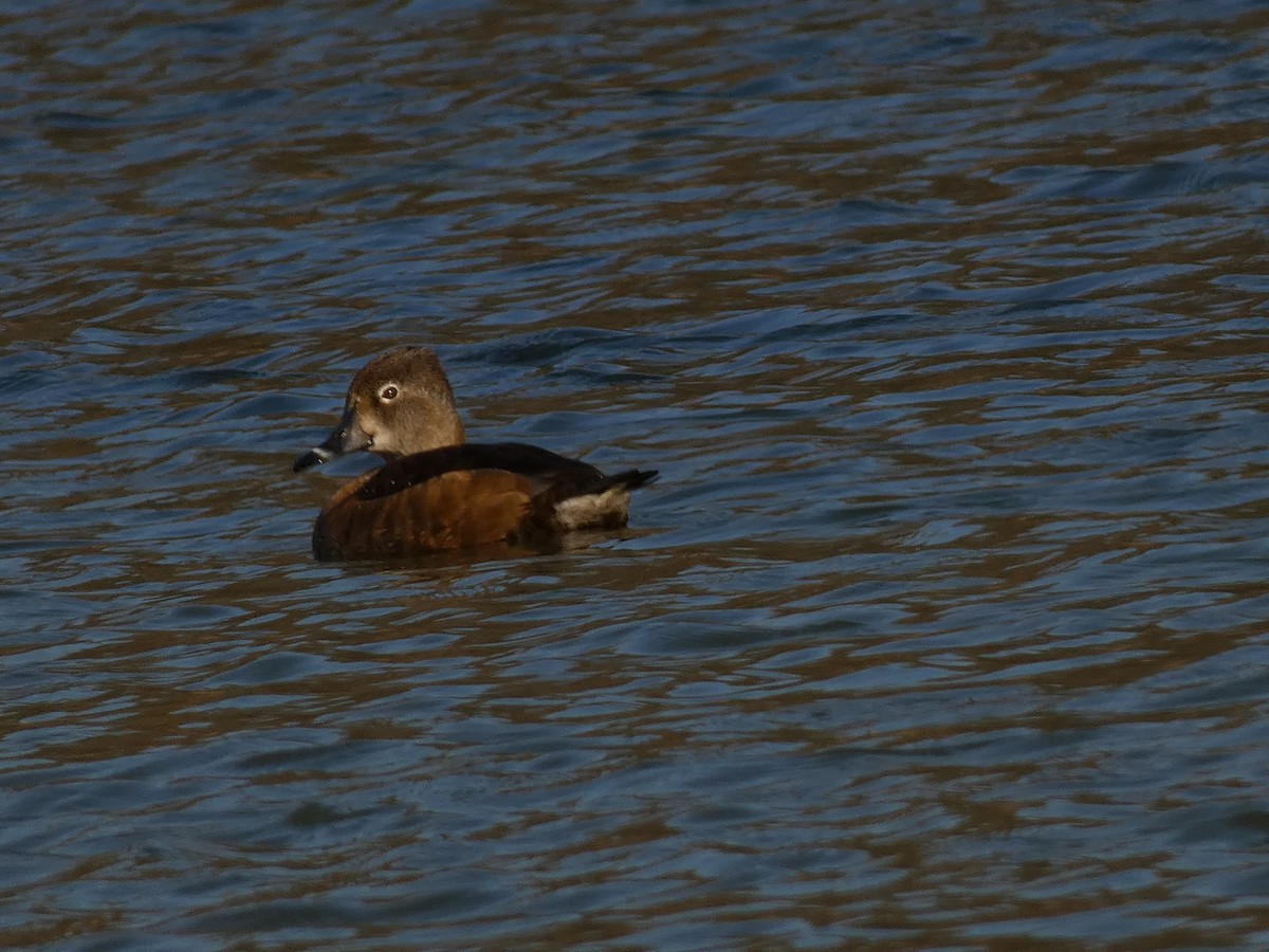 Ring-necked Duck - ML616234428