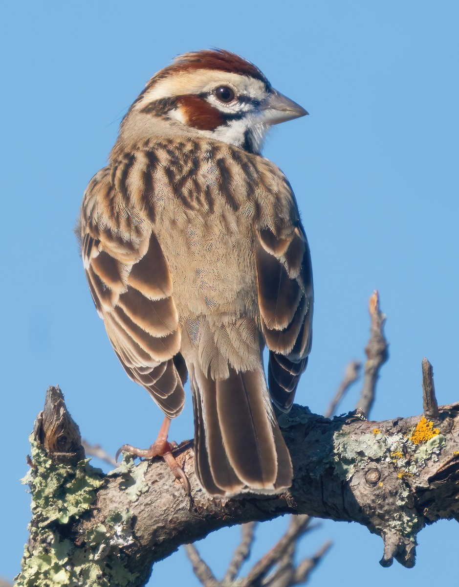 Lark Sparrow - ML616234501