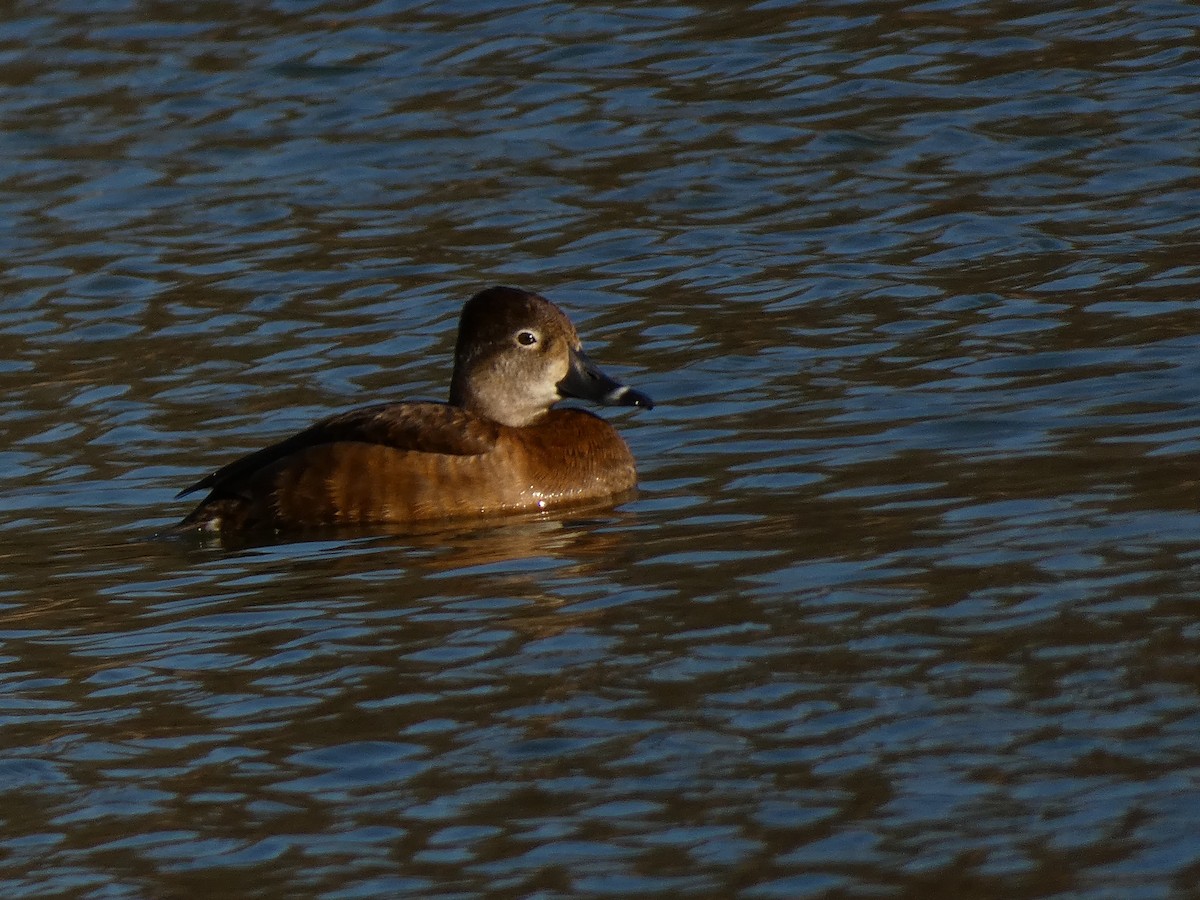 Ring-necked Duck - ML616234539