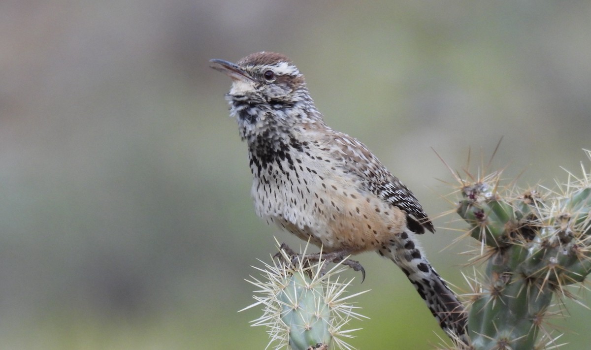 Cactus Wren - Ben Wik