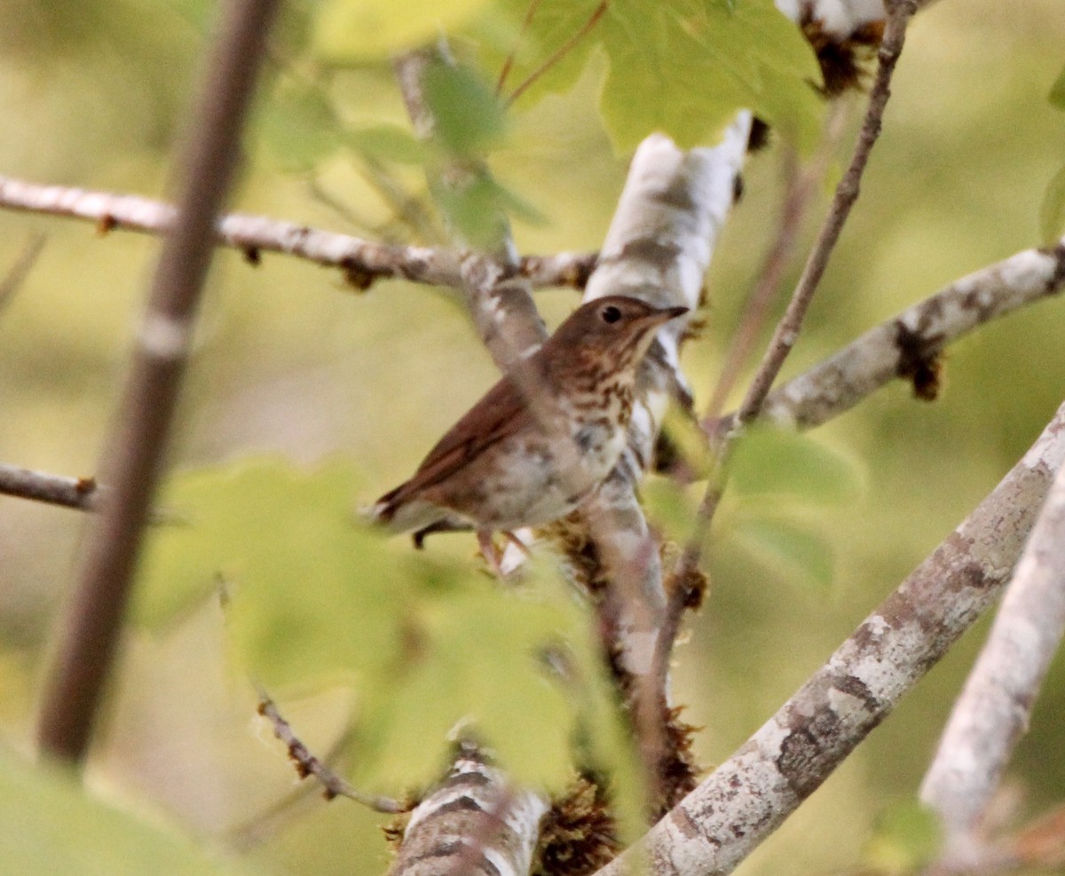 Swainson's Thrush - ML61623461