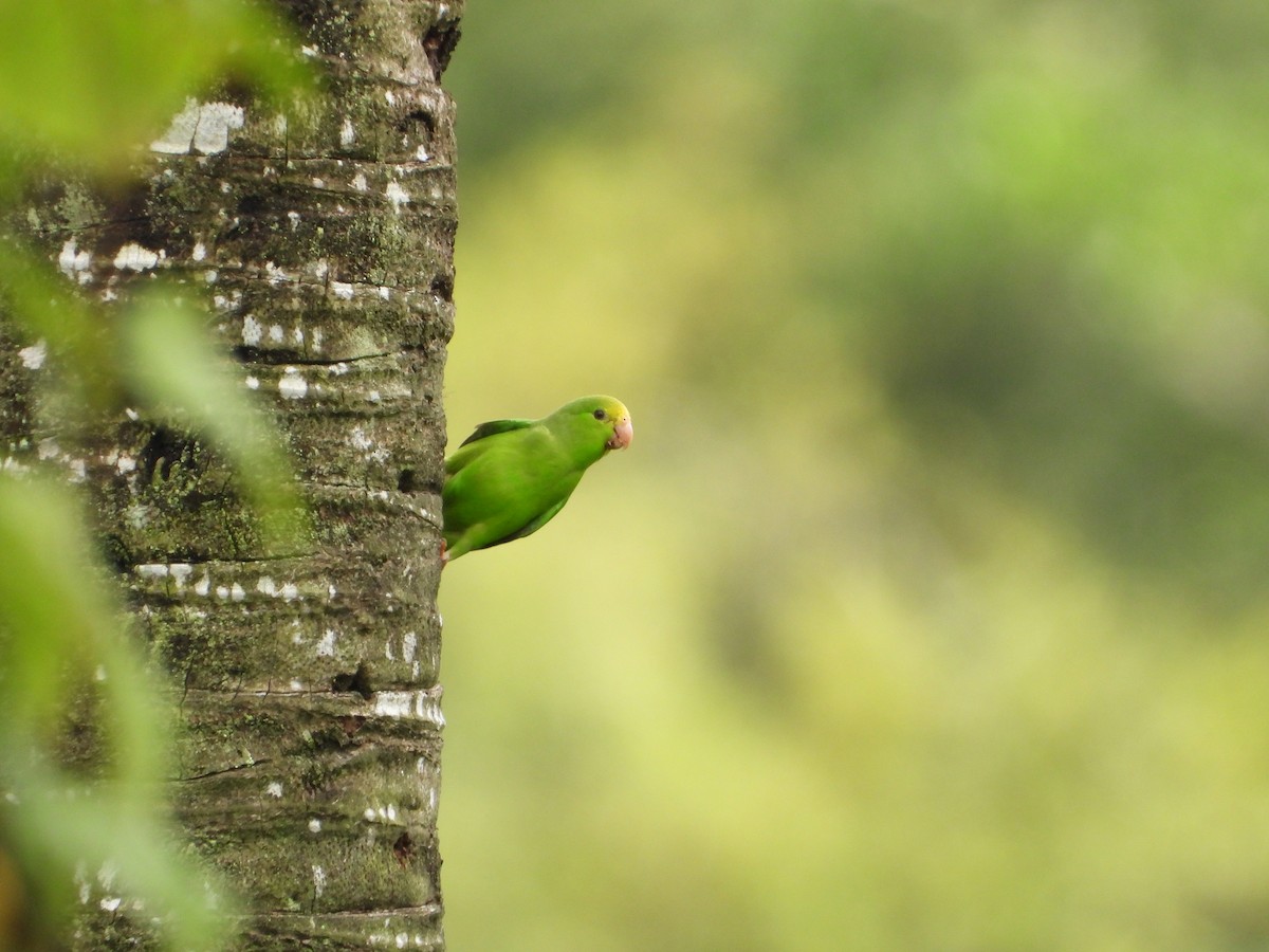 Зелёный воробьиный попугайчик - ML616234644