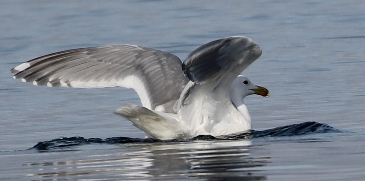 Glaucous-winged Gull - ML616234661