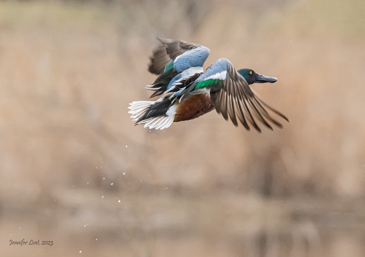 Northern Shoveler - Jennifer Leat