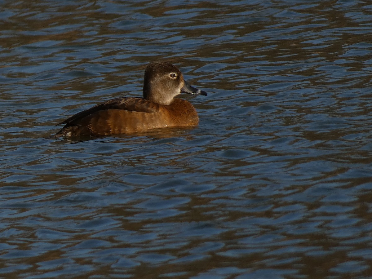 Ring-necked Duck - ML616234669